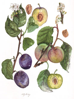 McLaughlins Gage and Marjories Seedling