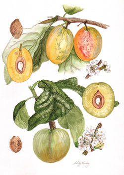 Warwickshire Drooper and Washington Plum