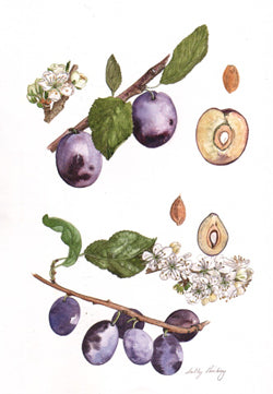 Czar Plum and Damson Bradleys King