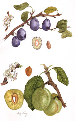 Damson Prune and Dennistons Superb Plum