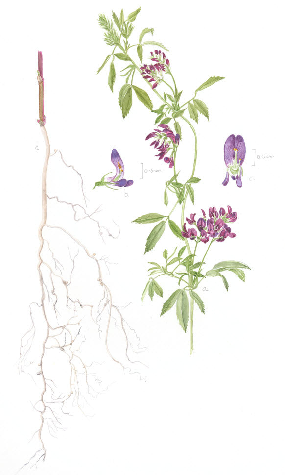 Alfalfa, Medicago sativa