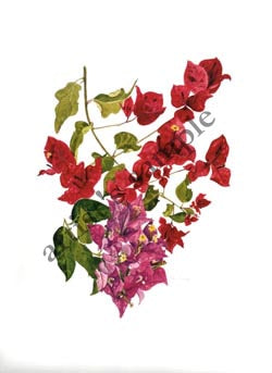 Bougainvillea