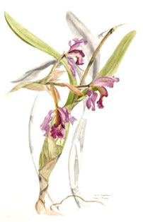 Laelia Superbiens Post Card