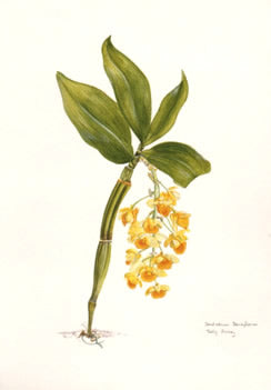 Dendrobium Densiflorum Post Card