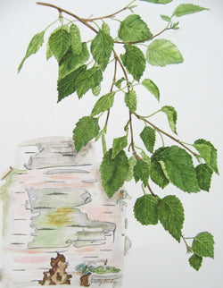 Hymalayan Birch, Betula utilis