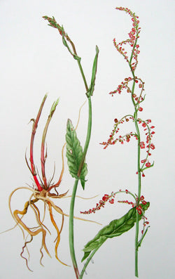 Common sorrel, Rumex acetosa