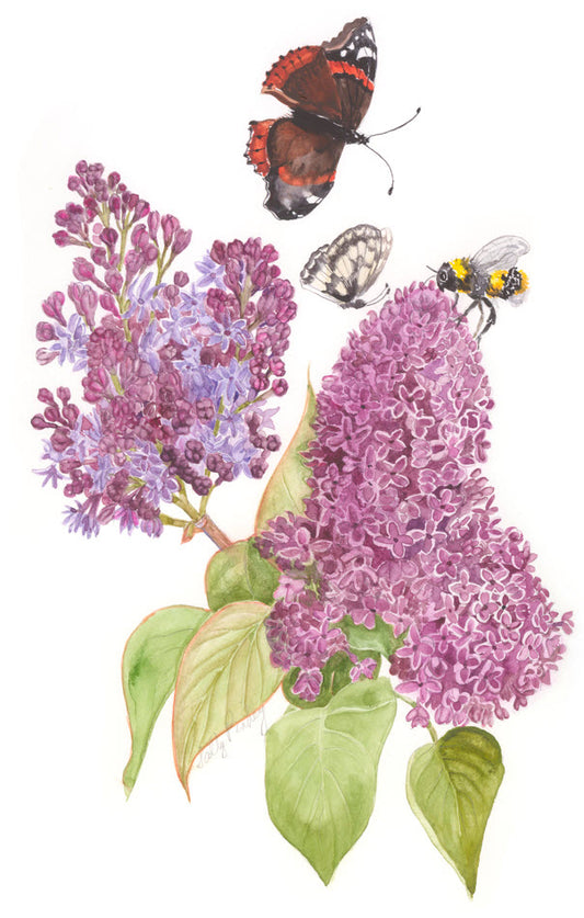 Lilac and Pollinators