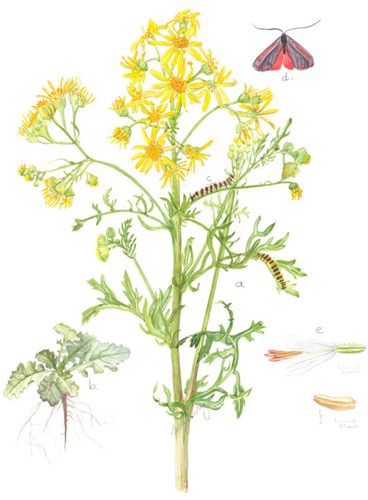 Ragwort, Senecio Jacobaea