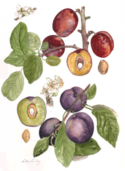 Avalon and Belgian Purple Plum